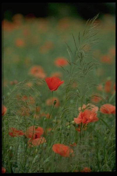../Images/Img0037.jpg