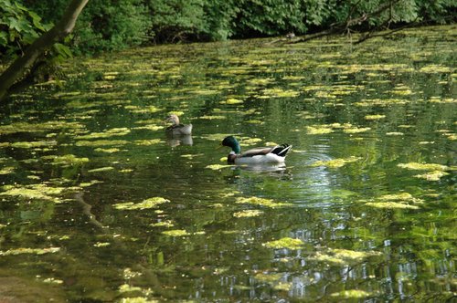 DSC_0073.jpg